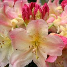 Rhododendron - Multiple Varieties/Sizes